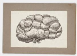 Unidentified illustration