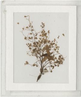 Ten dried plant specimens