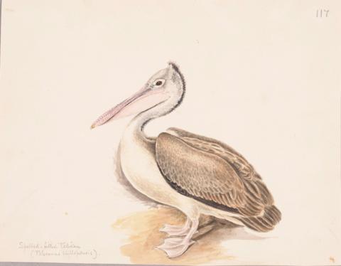 Open original Digital object