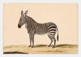 Zebra [female]