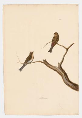Twite