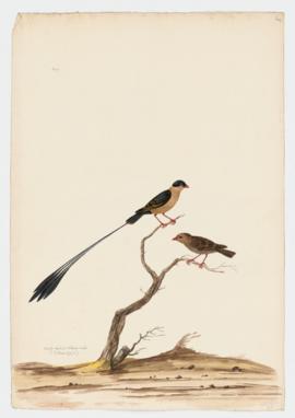 Shaft-tailed Widow-bird