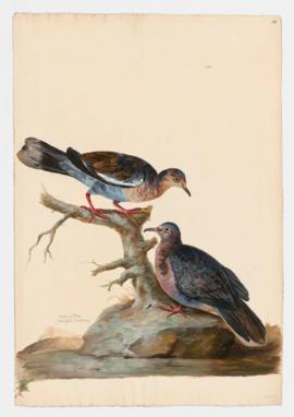 Whitewing Dove