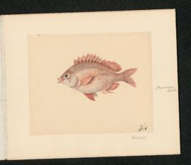 Chrysophrys hasta
