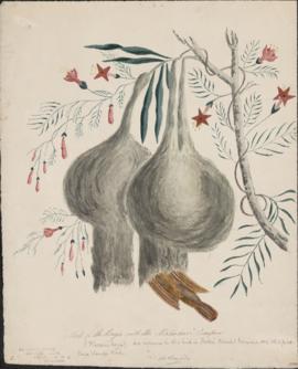 Nests of the Baya with the Mahudavi Creeper