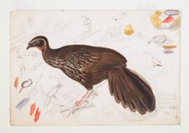 [Rusty-margined guan (penelope superciliaris)]