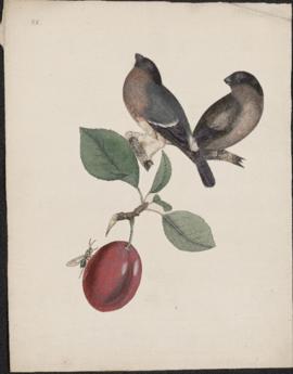 Two black birds perched on a fruit tree branch