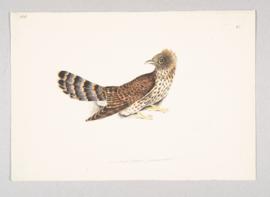 Common hawk-cuckoo (Hierococcyx varius)