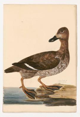 Velvet-Scoter [female]
