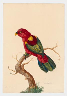 Yellow-backed Lory
