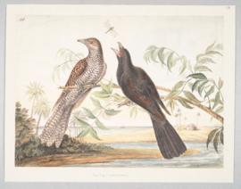 Asian Koel (Eudynamys scolopaceus)