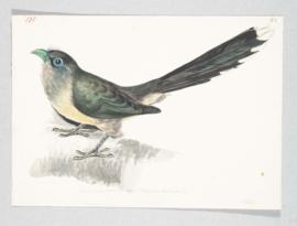 Blue-faced Malkoha (Phaenicophaeus viridirostris)
