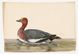 Wigeon [male]