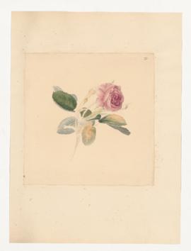 Rosa sp.