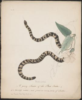 A young Snake of the Boa Tribe