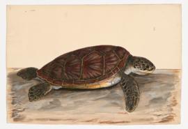 Green Sea Turtle