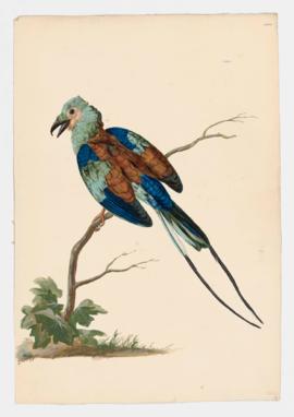 Abyssinian Roller