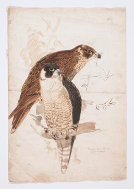Peregrine falcons, ad. & jour. (falco peregrinus)
