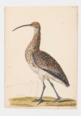 Curlew