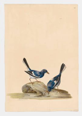 Dial Bird