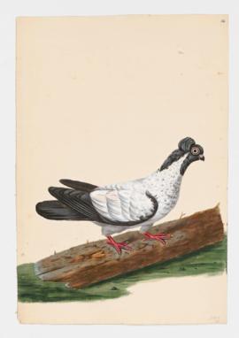 Rock Dove, Rock Pigeon. Black-headed Nun