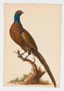 Pheasant [male]