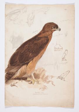 Bonelli's eagle (hieraetus fasciatus fasciatus)