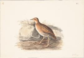Baillon's crake (Zapornia pusilla)