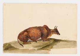 Zebu or Humped Ox