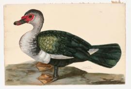 Muscovy Duck