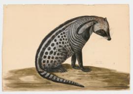 African civet