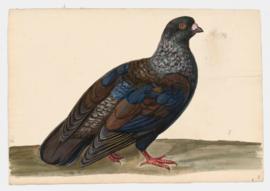 Rock Dove, Rock Pigeon. Runt