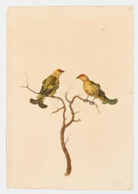 Saffron Finch