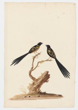 Yellow-mantled Widowbird, Yellow-shouldered Widowbird