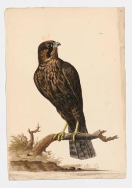 Peregrine Falcon