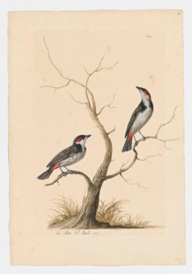 Red-whiskered Bubul