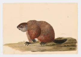 Woodchuck