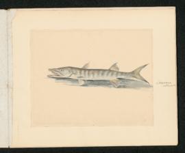 Sphyraena obtusata