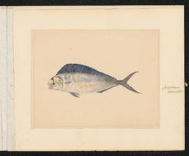 Coryphaena equiselis