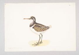 Greater Painted Snipe (Rostratula benghalensis)