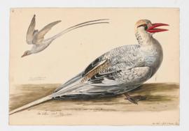 Red-billed Tropic-bird