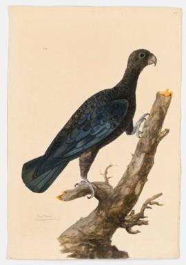 Vasa Parrot