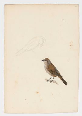 Red Backed Shrike, female