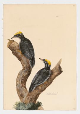 Three-toed Woodpeckers [male]