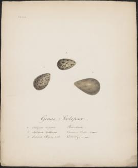 Genus Scolopax
