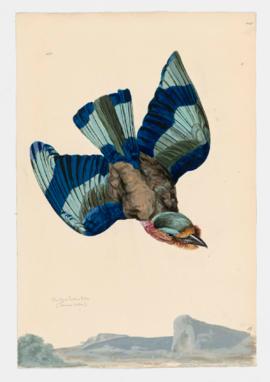 Blue Jay or Indian Roller