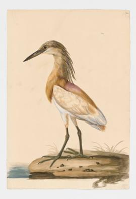 Cattle Egret