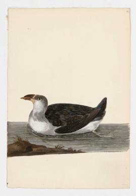 Razorbill