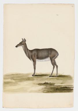 White-tailed Deer, female