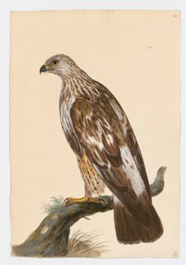 Rough Legged Hawk